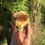 🧁 Muffins tortillas protéinés (prêts en 15 min !)